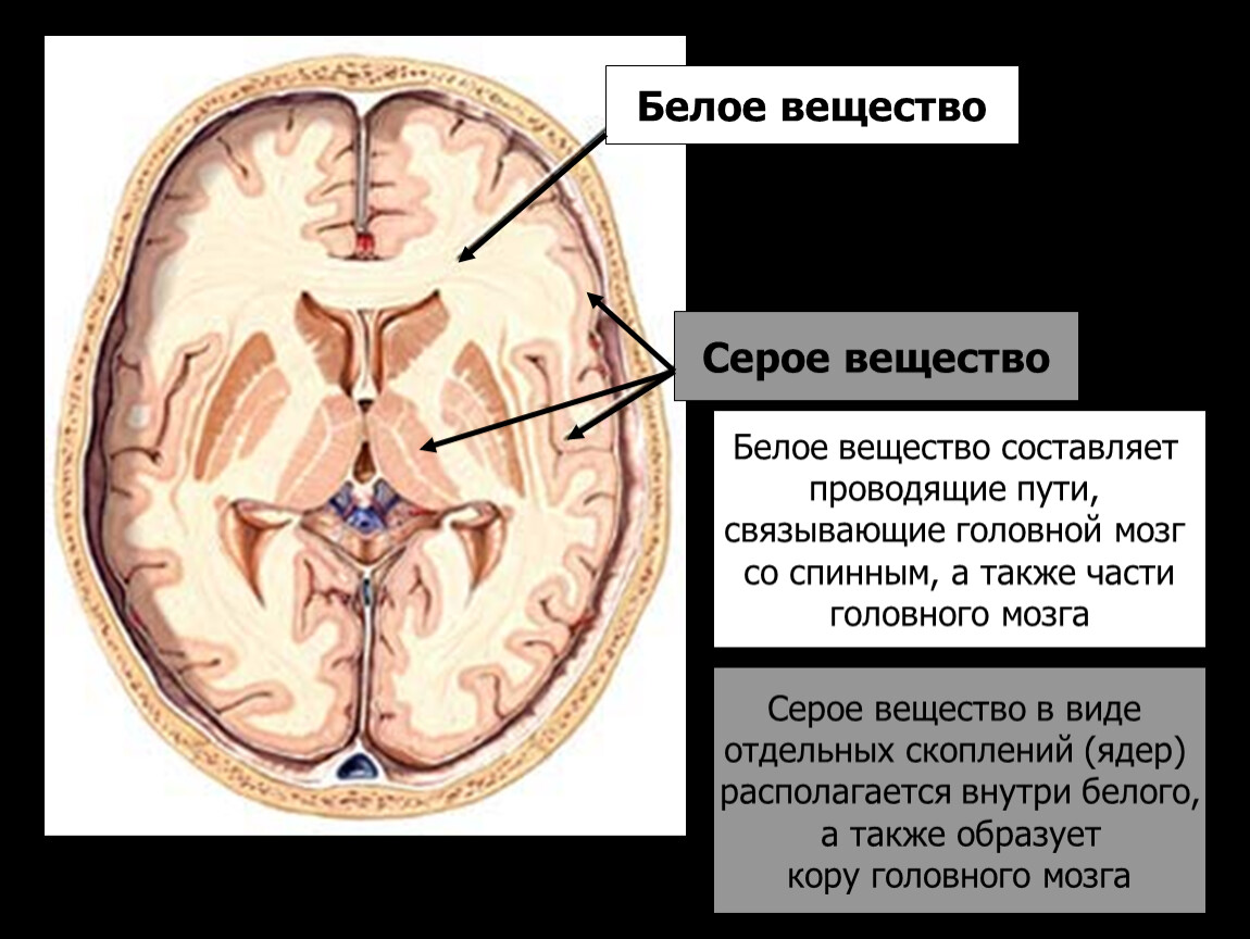 Общая схема локализации белого и серого вещества головного мозга