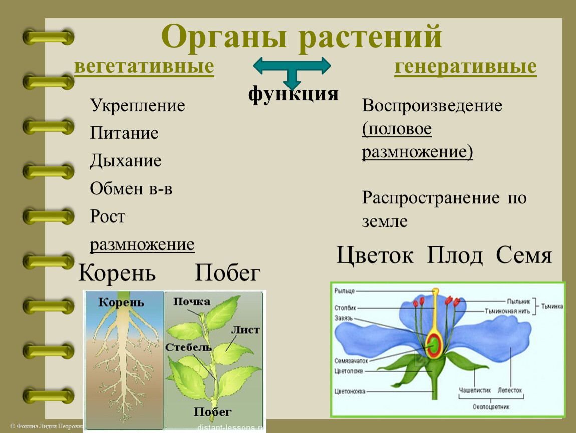 Вегетативные органы и генеративные органы растений.