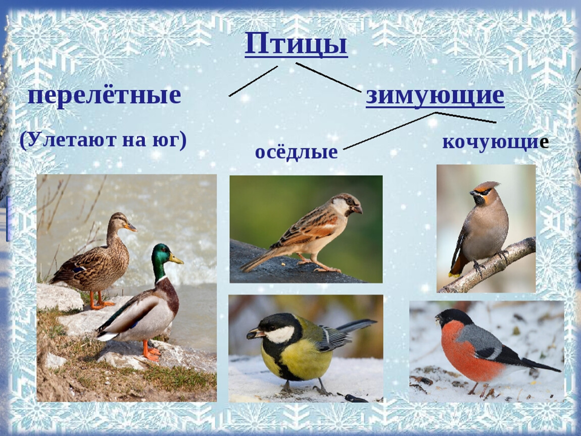 Птицы примеры. Перелетные зимующие и Кочующие птицы. Оседлые Кочующие и перелетные птицы. Оседлые зимующие и перелетные птицы. Оседлые птицы Кочующие птицы перелетные птицы.