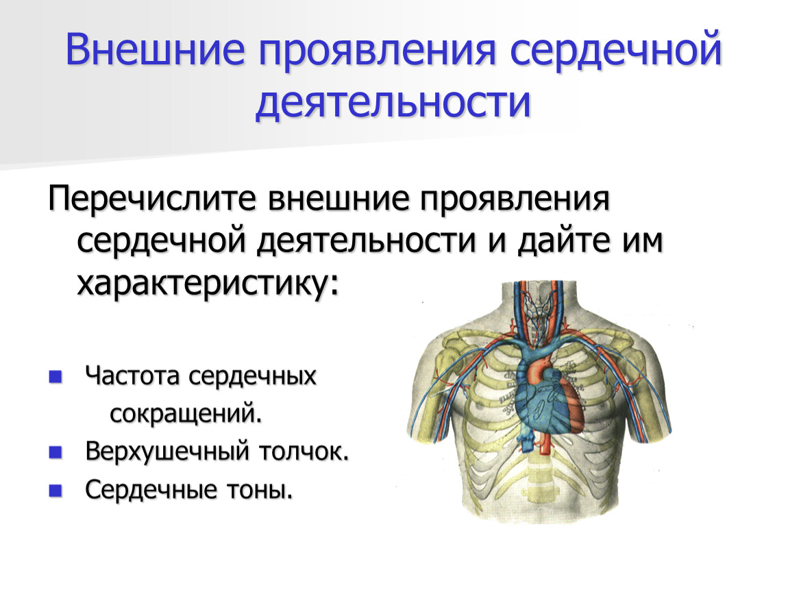 Внешнее проявление. Внешние проявления деятельности сердца физиология. Схема внешней проявлении сердечной деятельности. Перечислите внешние проявления деятельности сердца. Внешние проявления деятельности сердца верхушечный толчок.