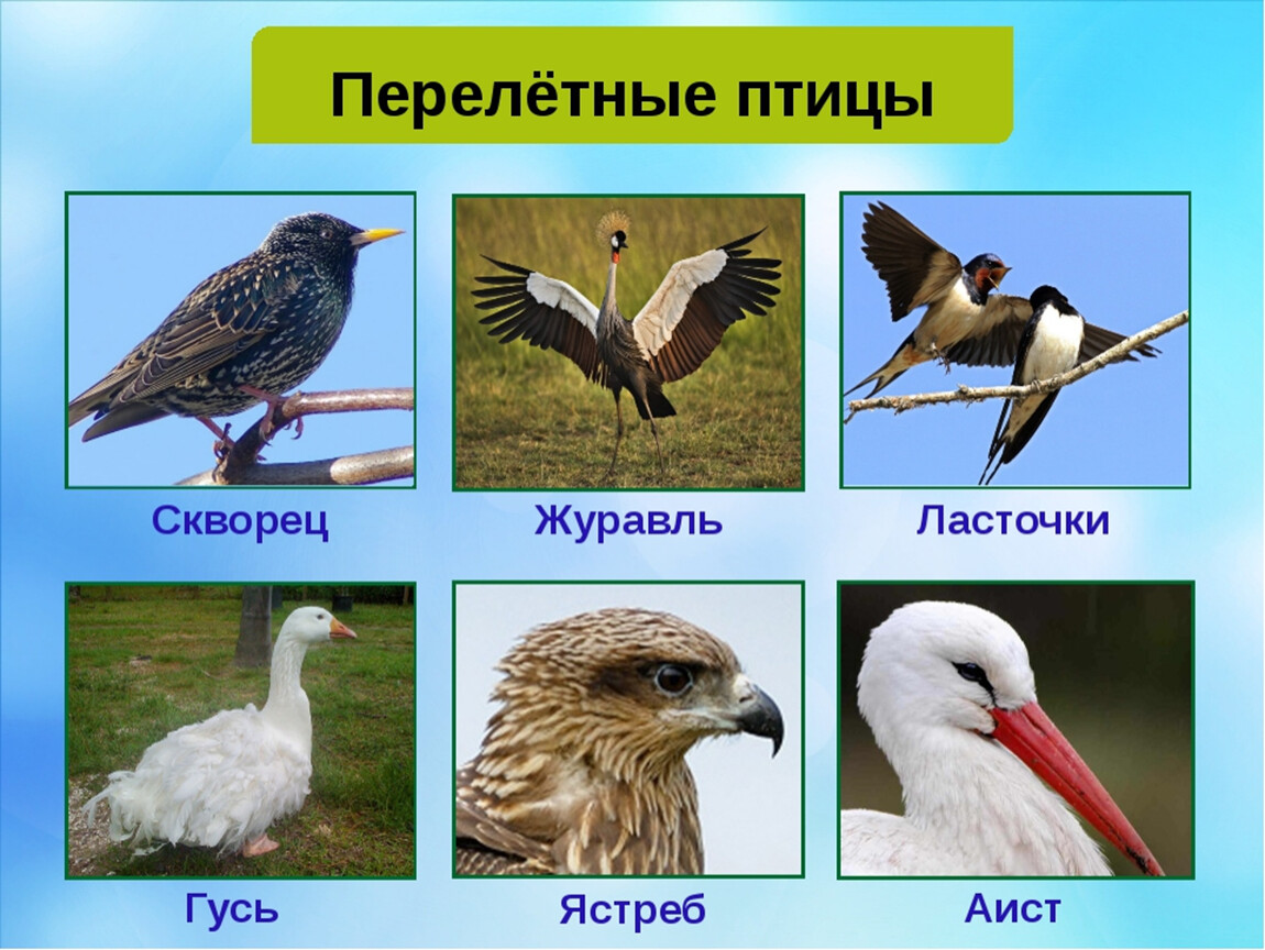 Птицы юга тюменской области фото с названиями