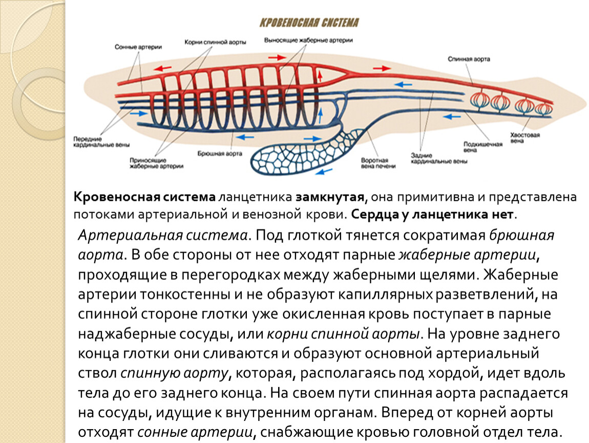 Нервная цепочка на спинной стороне тела