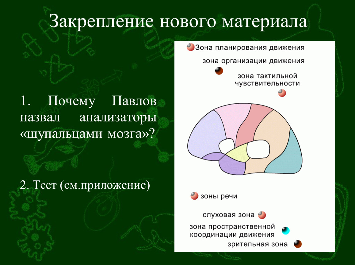 Материал зон. Почему Павлов назвал анализаторы щупальцами мозга. Щупальца мозга компонент анализатора.