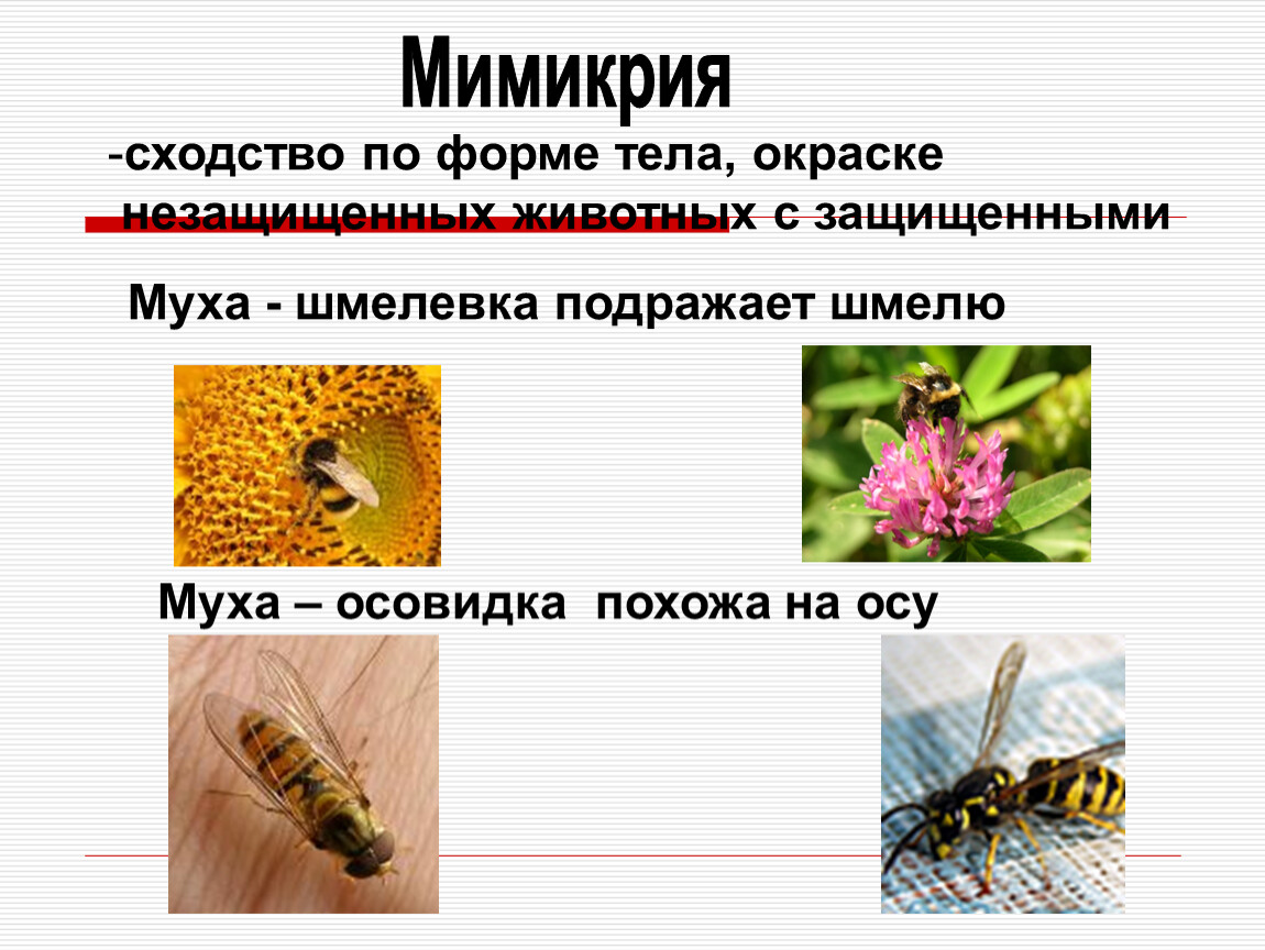 Маскировка примеры адаптации. Мимикрия вид адаптации. Приспособленность организмов Мимикрия. Тип приспособления Мимикрия. Адаптация насекомых.