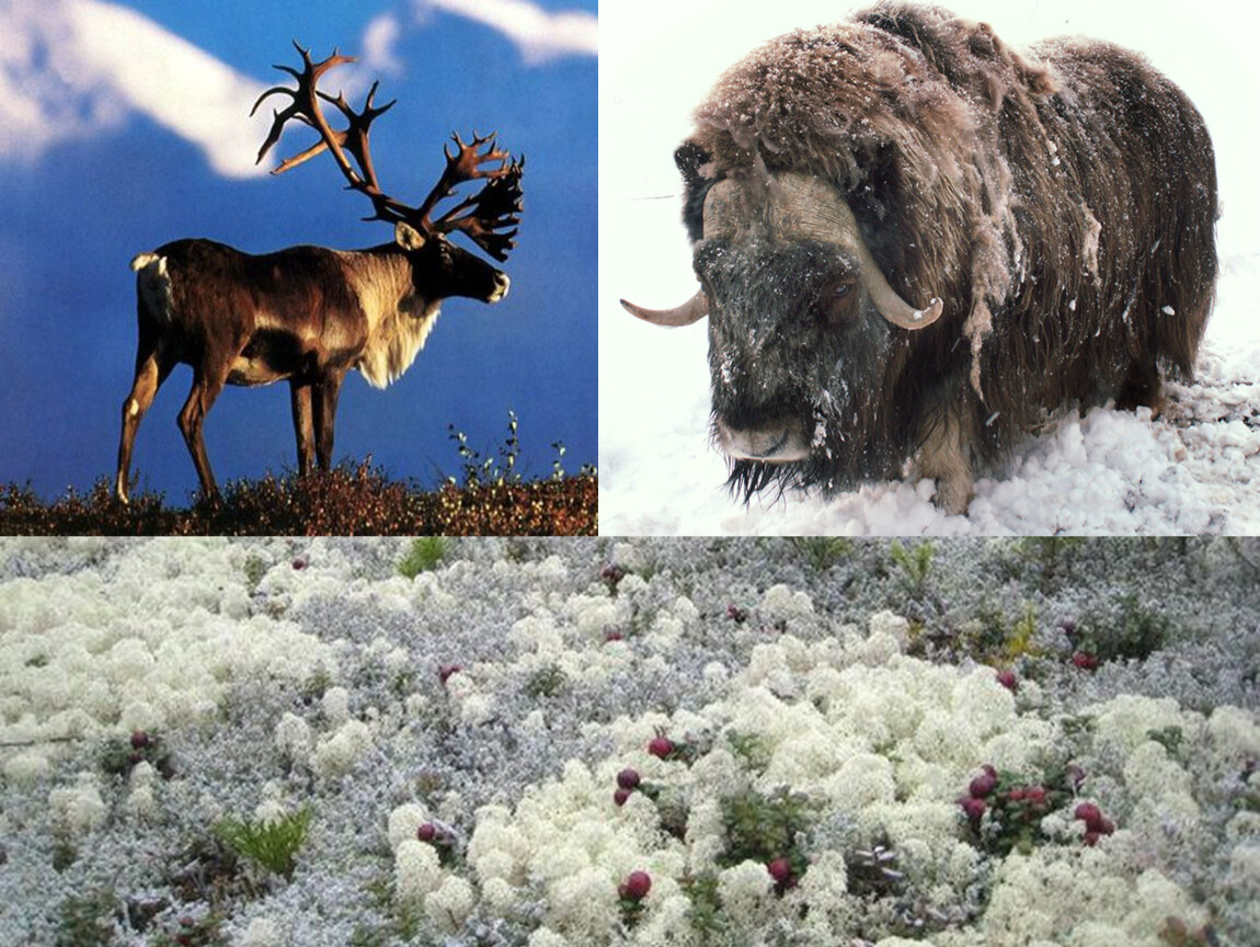 Большое разнообразие природы северной америки