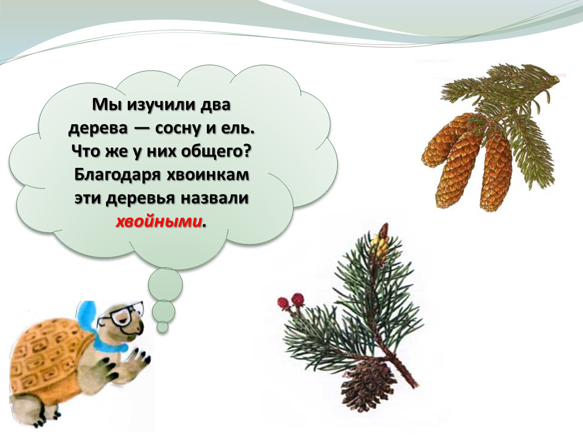 Что такое хвоинки 1 класс окружающий мир. Загадка про сосну. Загадка про сосну для детей. Загадки про ель и сосну. Функция хвоинки.