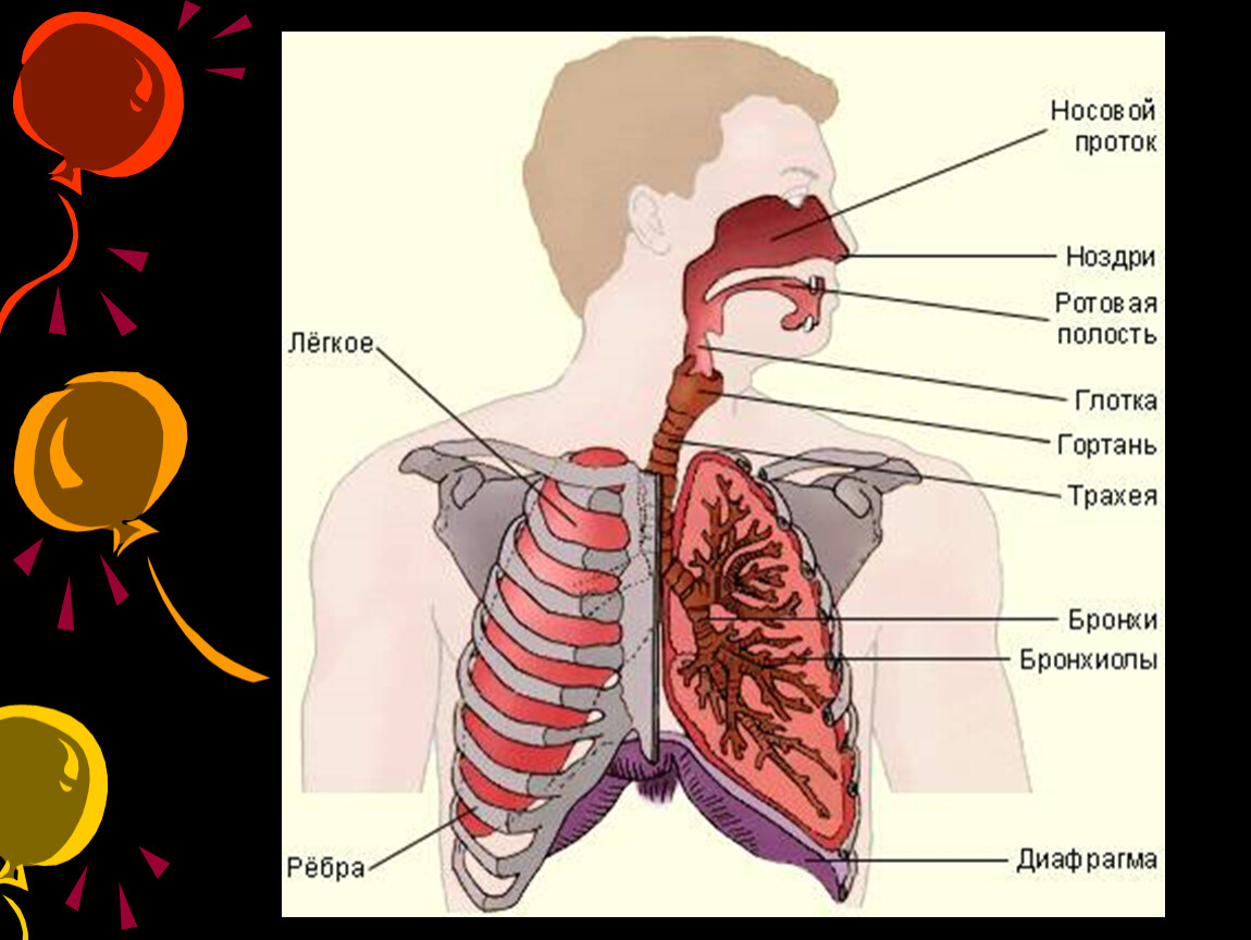 Местоположение легких. Дыхательная система трахея и бронхи. Дыхательная система человека трахея. Органы дыхания человека трахея. Трахея бронхи легкие анатомия.