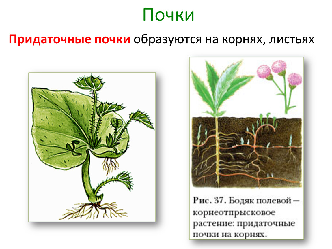 Корни на листьях называются. Придаточные почки растений. Размножение придаточными почками на листьях. Корневище стебель почка лист. Корневые отпрыски почки.