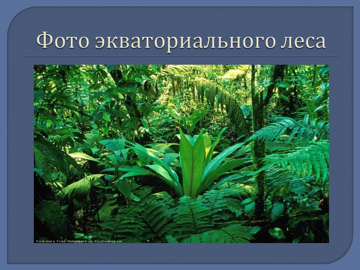 Растения и животные природной зоны экваториальные леса. Экваториальный лес растения. Растения экваториальных лесов Африки. Растительный и животный мир экваториальных лесов. Экваториальные и тропические леса растительность.