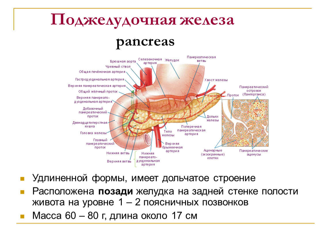 Структура поджелудочной железы. Строение поджелудочной железы. Строение стенки поджелудочной железы. Строение поджелудочной железы анатомия.