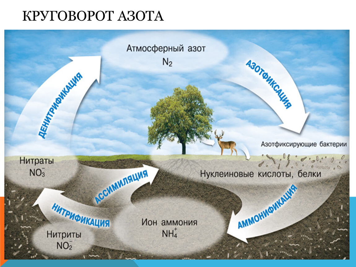 Роль производителей в природе. Круговорот углерода в биосфере. Круговорот ахота в биосфеое. Нитраты. Круговорот азота в природе. Круговорот азота в биосфере схема.