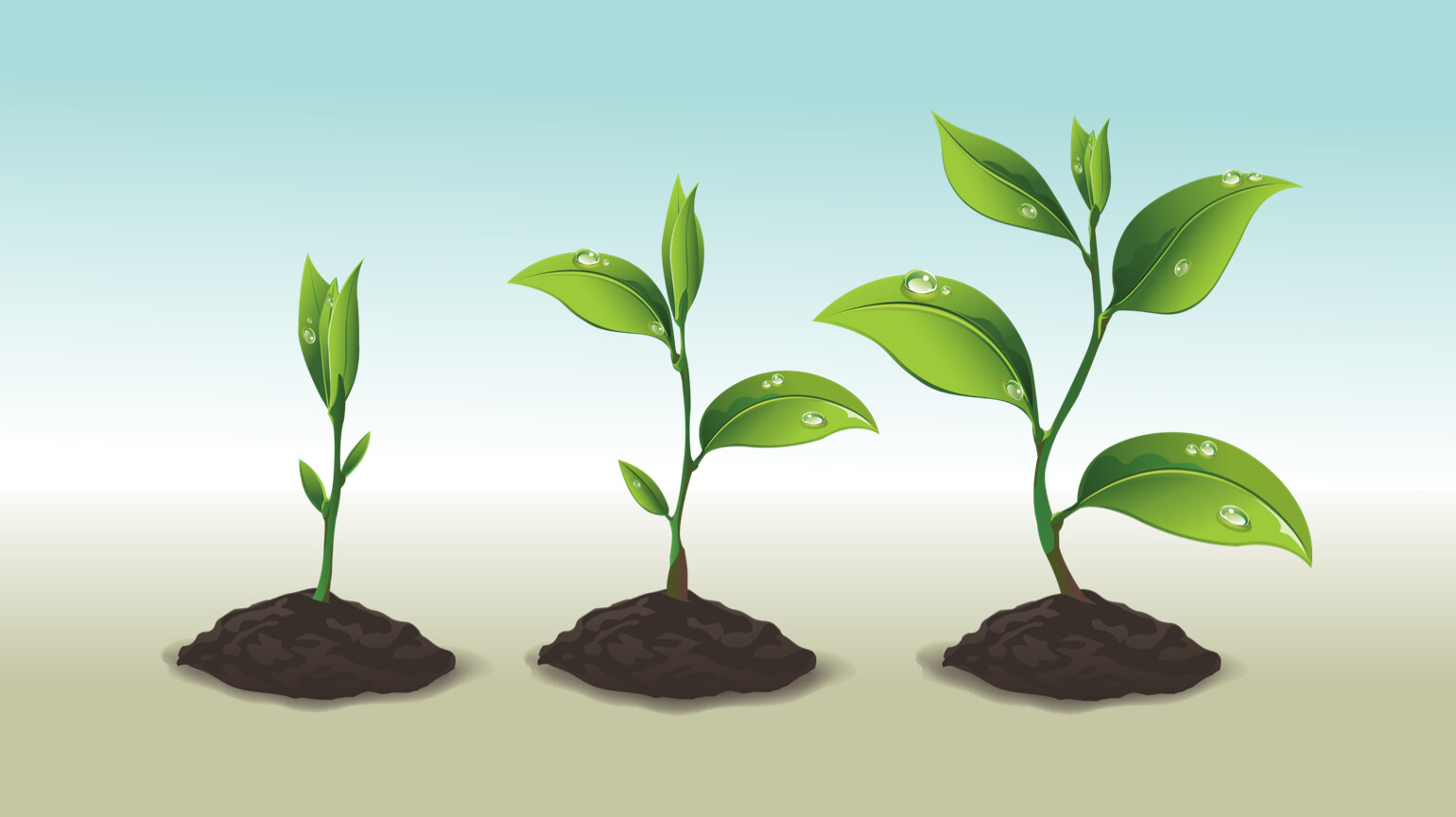 Процесс роста растений
