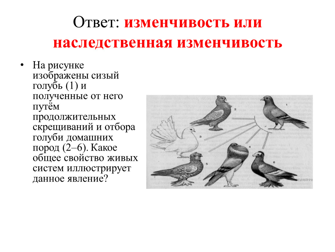 Закономерность наследственной изменчивости. Изменчивость голубей. Отвечает за изменчивость. Сизый голубь физиолого биохимический. Изображение сизого голубя.