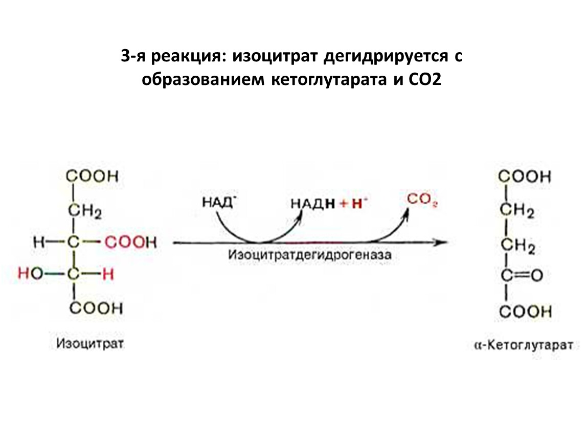 Реакции образования циклов. Изоцитратдегидрогеназа реакция. Альфа кетоглутарат реакция. Альфа кетоглутарат в цикле Кребса. Альфа кетоглутарат биохимия.