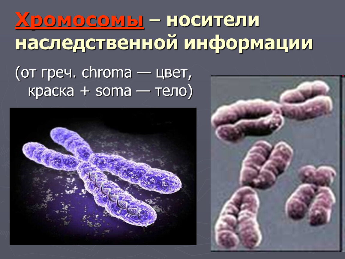 Передача наследственных. Хромосома. Хромосомы носители. Дочерние хромосомы. Строение хромосомы.