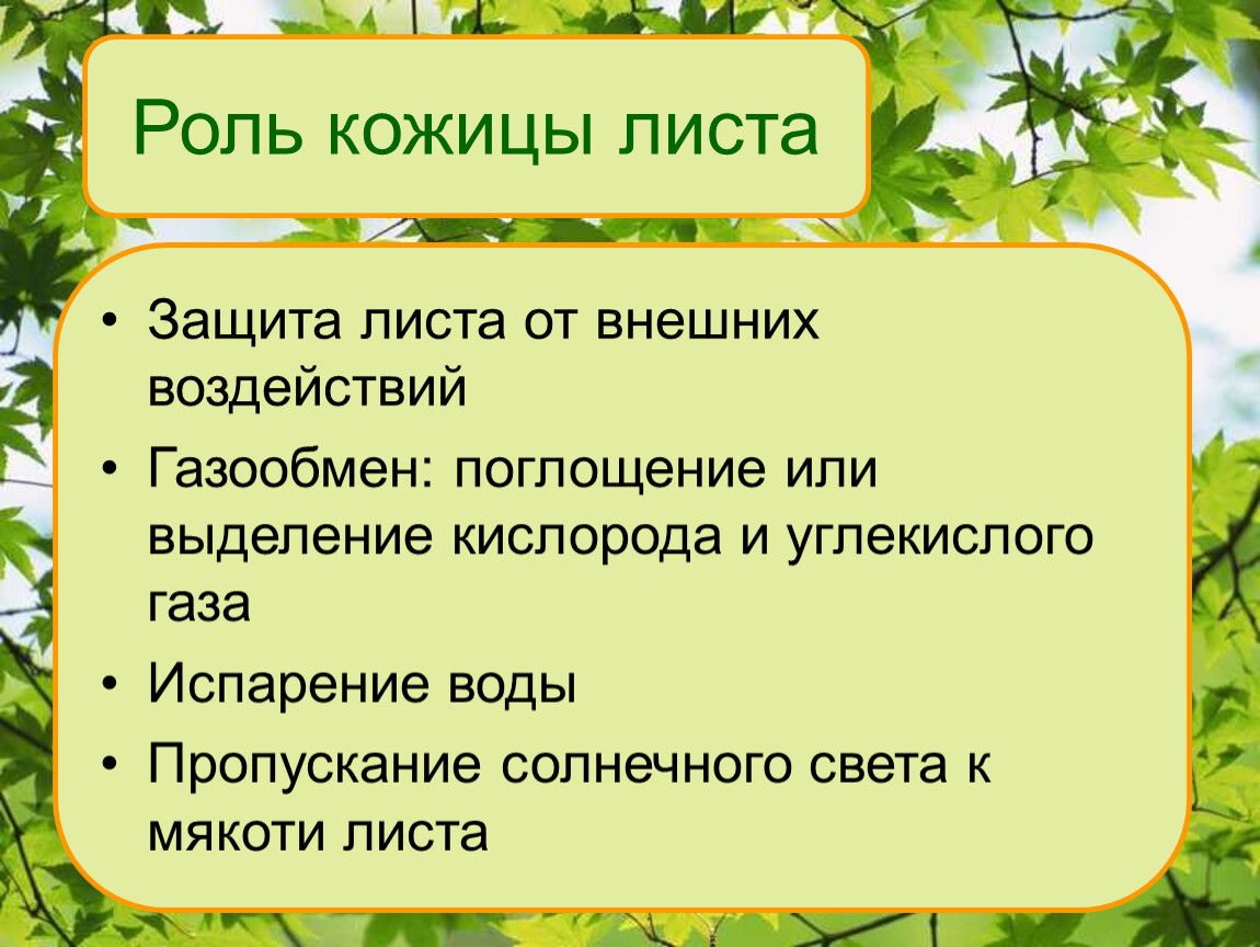 Роль листа. Роль кожицы листа. Вывод строение кожицы листа. Значение кожицы листа. Вывод о значении кожицы листа.