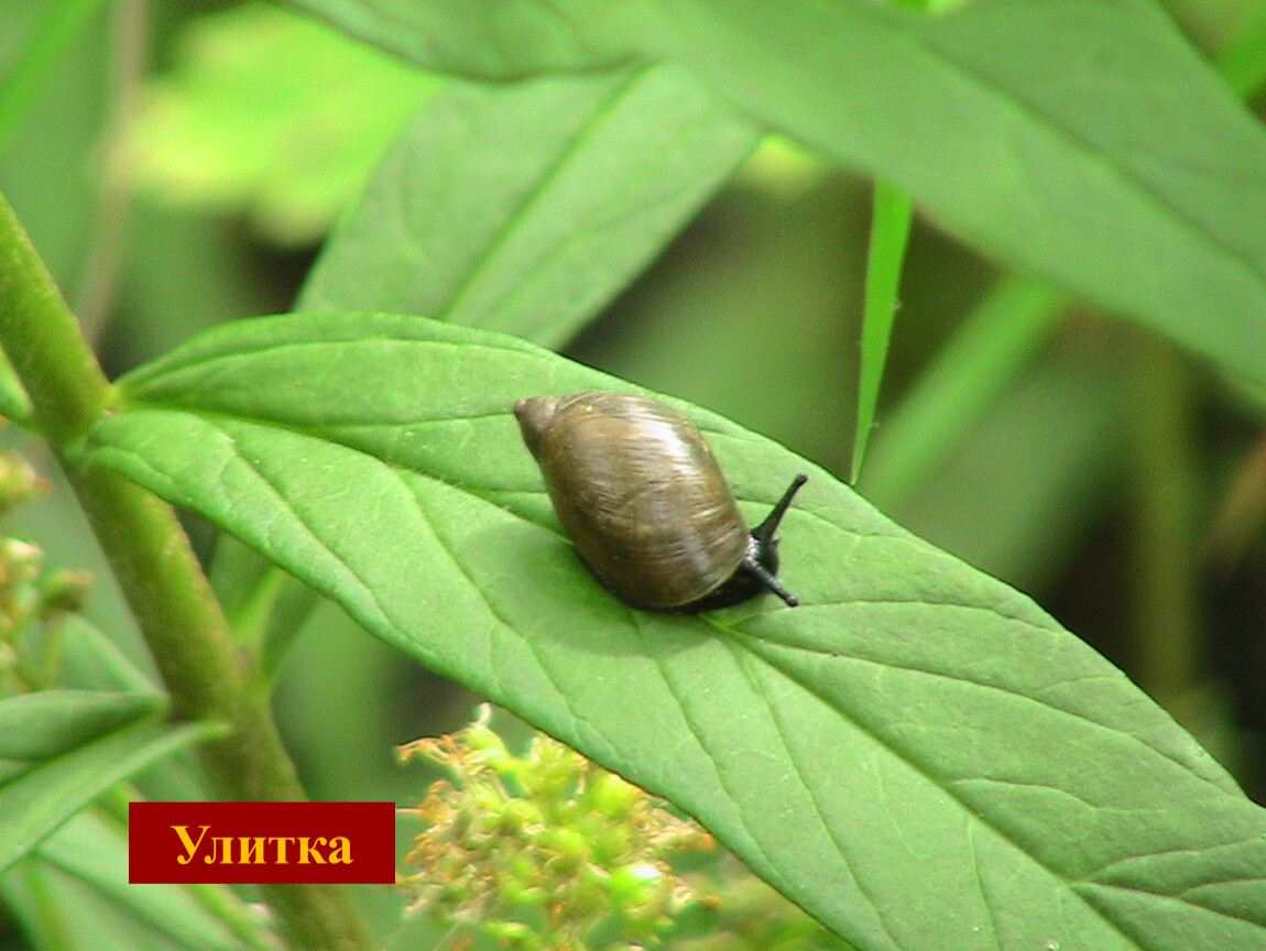 Улитка