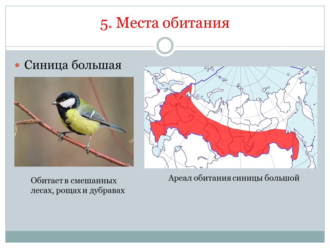 Какое место обитания. Большая синица ареал обитания. Синица лазоревка местообитание. Ареал обитания большой синицы. Синица лазоревка ареал обитания.