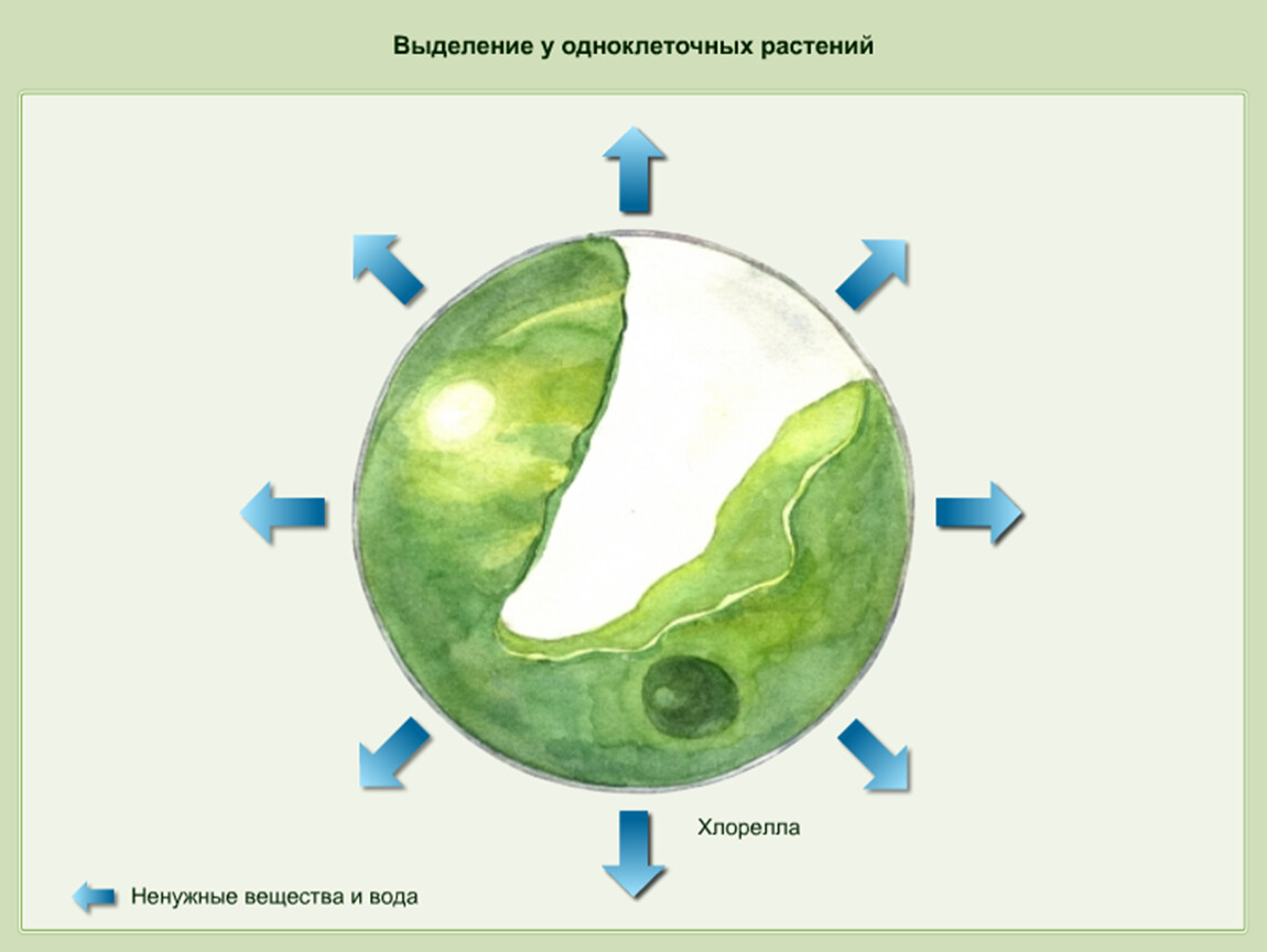 Выделение у растений. Выделение веществ у растений. Выделение у растений и животных. Выделение у растений схема.