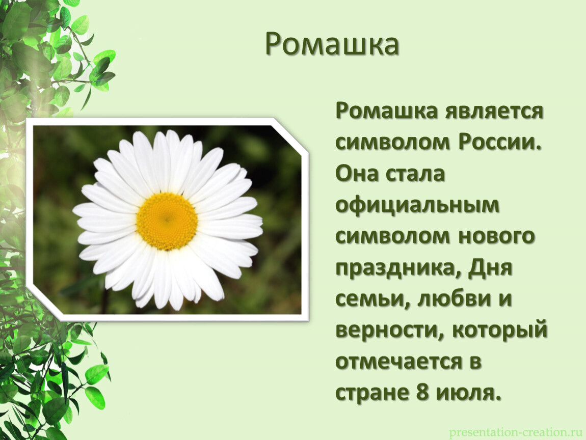 Какой цветок является символом праздника день семьи. Растения символы разных стран. Ромашка символ России. Растение символ России. Символ растения.