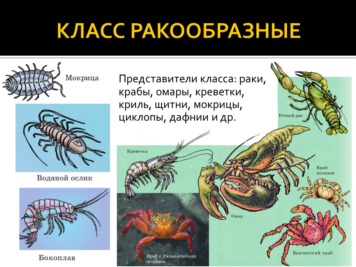 Представители класса ракообразные. Класс ракообразные представители. Циклоп класс ракообразные. Тип Членистоногие Циклоп. Низшие ракообразные Циклоп медицинское значение.