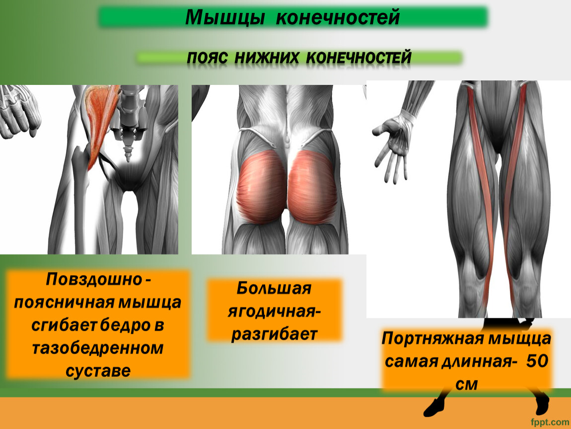 Мышцы биология 8. Мышцы пояса нижней конечности. Портняжная мышца анатомия. Портняжная мышца бедра анатомия. Большая ягодичная мышца разгибает.