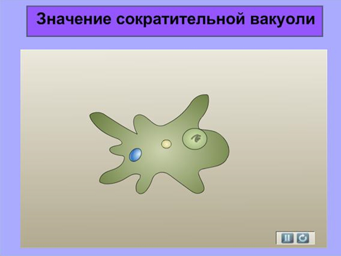 Амеба при наступлении неблагоприятных условий образует. Амёба обыкновенная сократительная вакуоль. Сократительная вакуоль у амёбы. Амеба сократительные вакуоли. Амеба обыкновенная сократительной вакуоли.