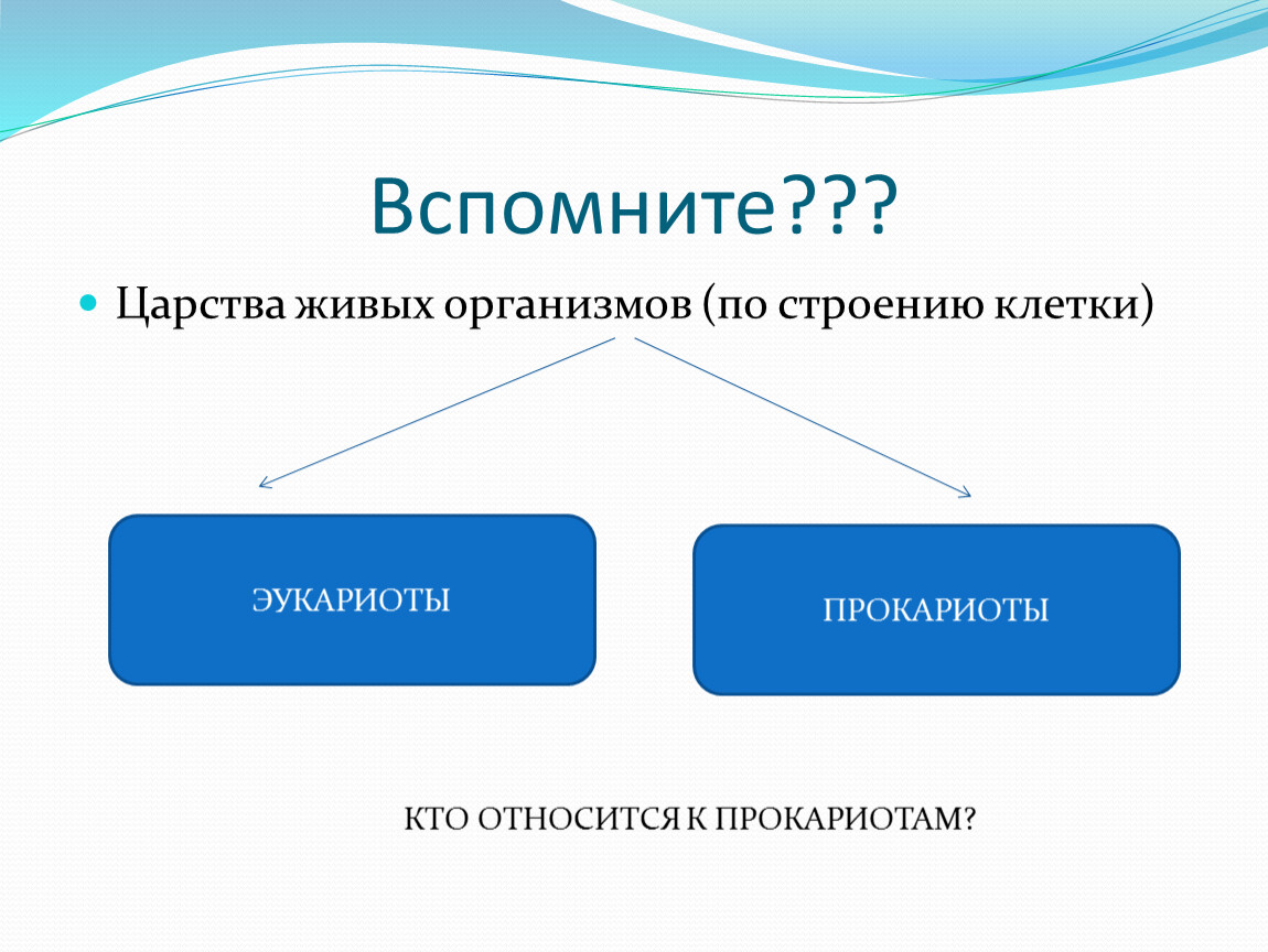 Урок биологии в 6 классе