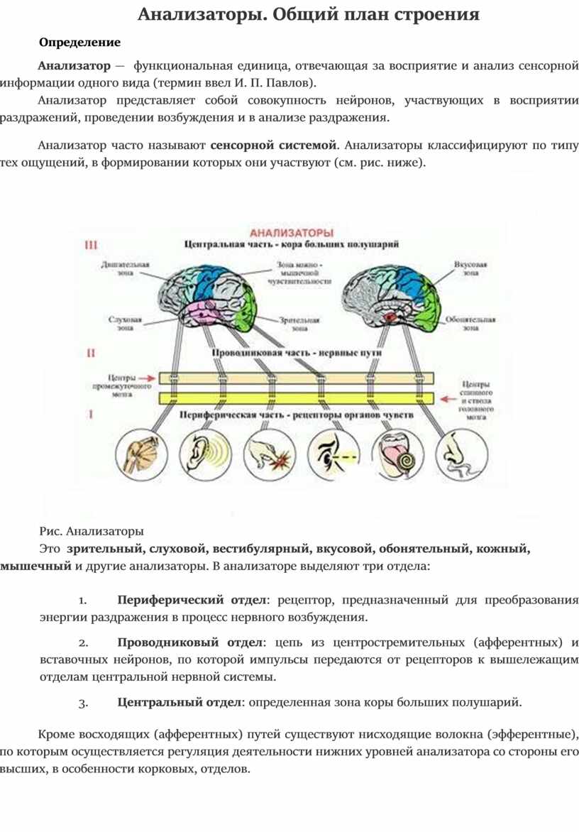 Какой из отделов анализатора обрабатывает поступившую информацию. Строение анализатора схема 8 класс. Общее строение анализатора человека. Анализатор сенсорная система это в анатомии. Сенсорная система анализатора человека и структуры.