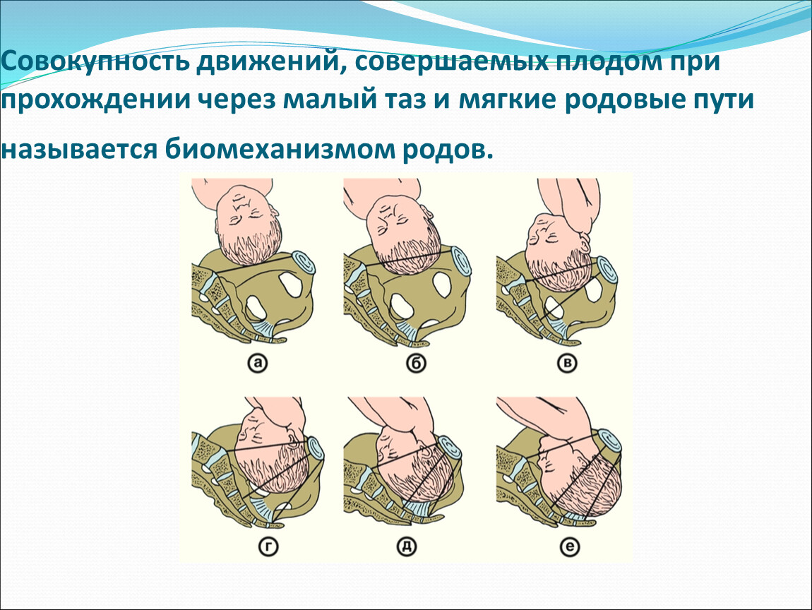 Акушерство в таблицах и схемах