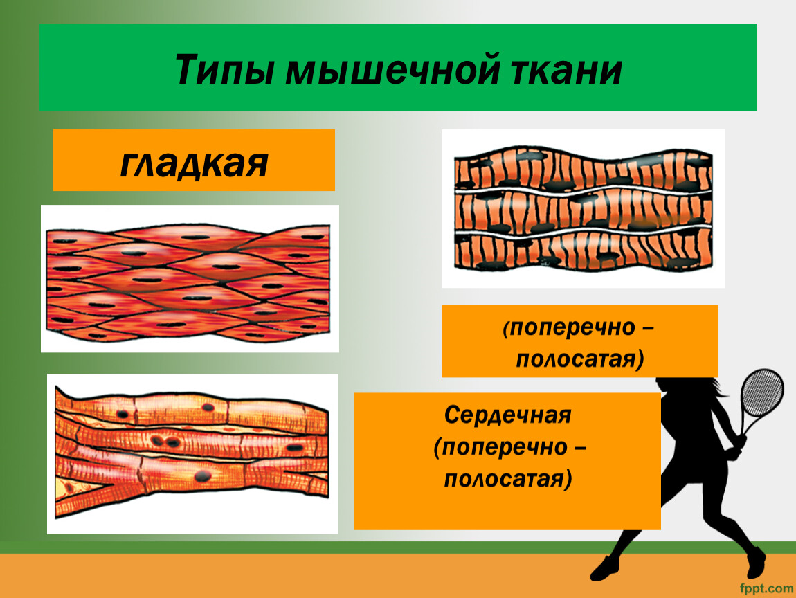 Основные мышечные ткани