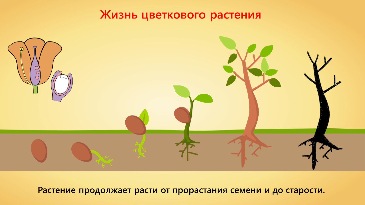 Этапы роста растений