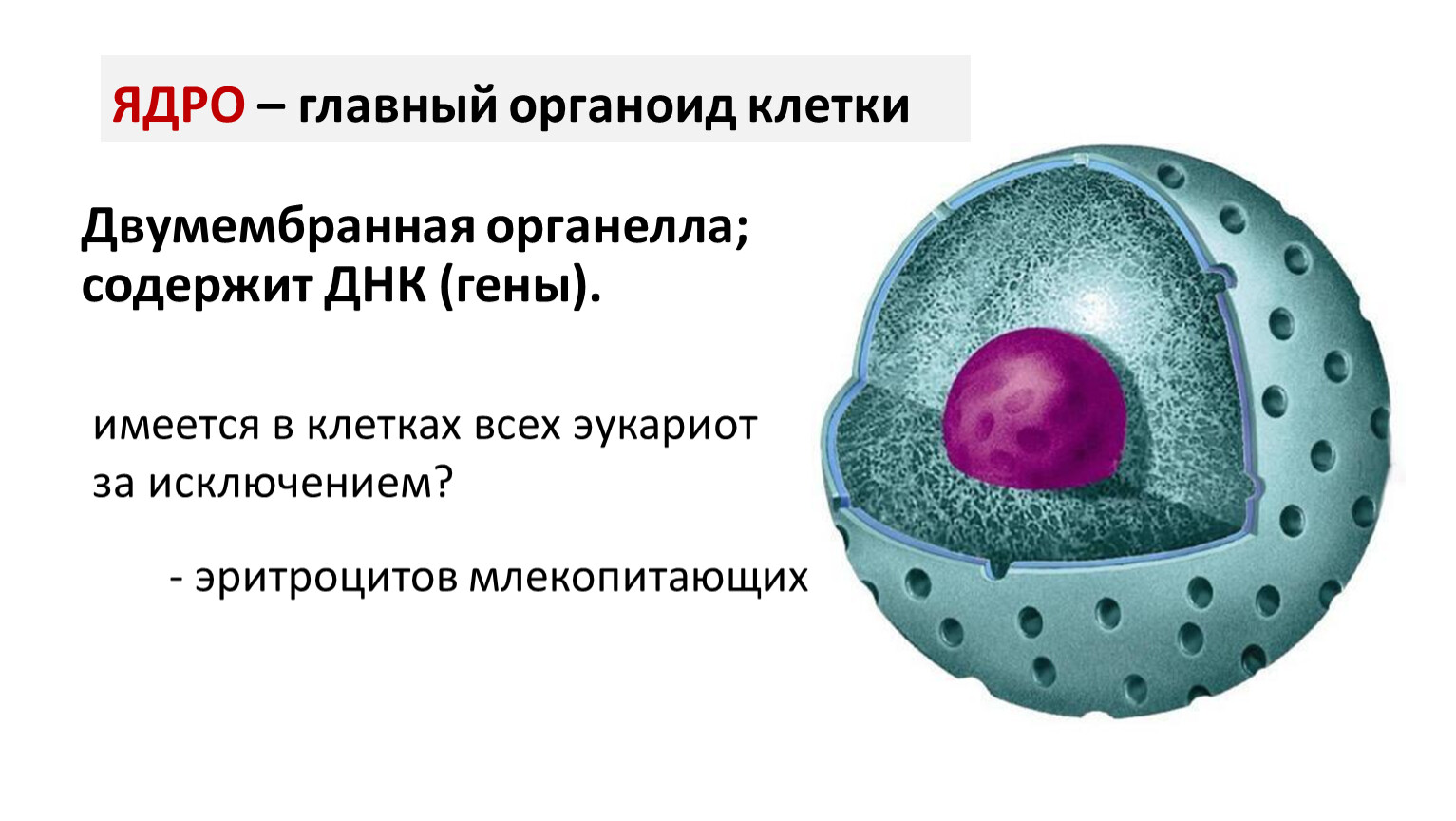 Ядро клетки двумембранный органоид
