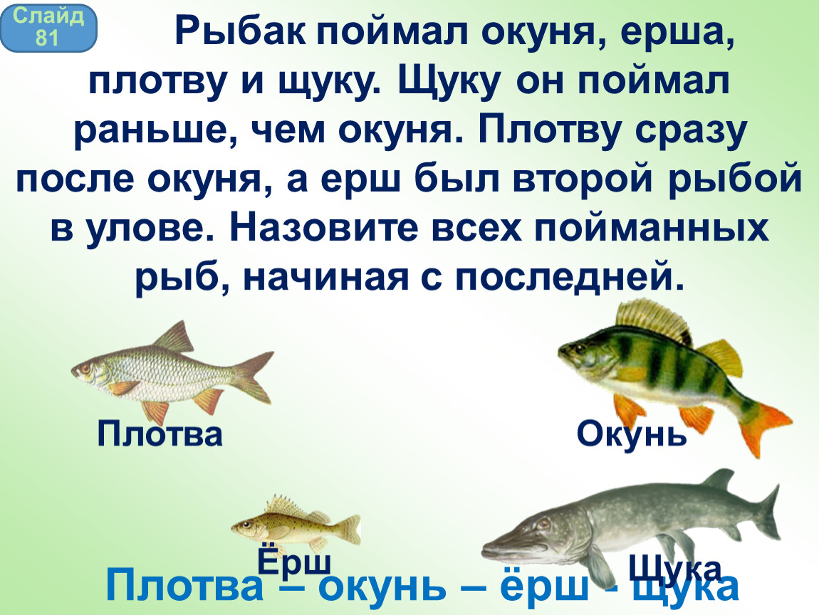 Щука и Ерш. Рыбак поймал окуня, ерша, плотву. Рыба Ерш плотва. Щука плотва окунь.