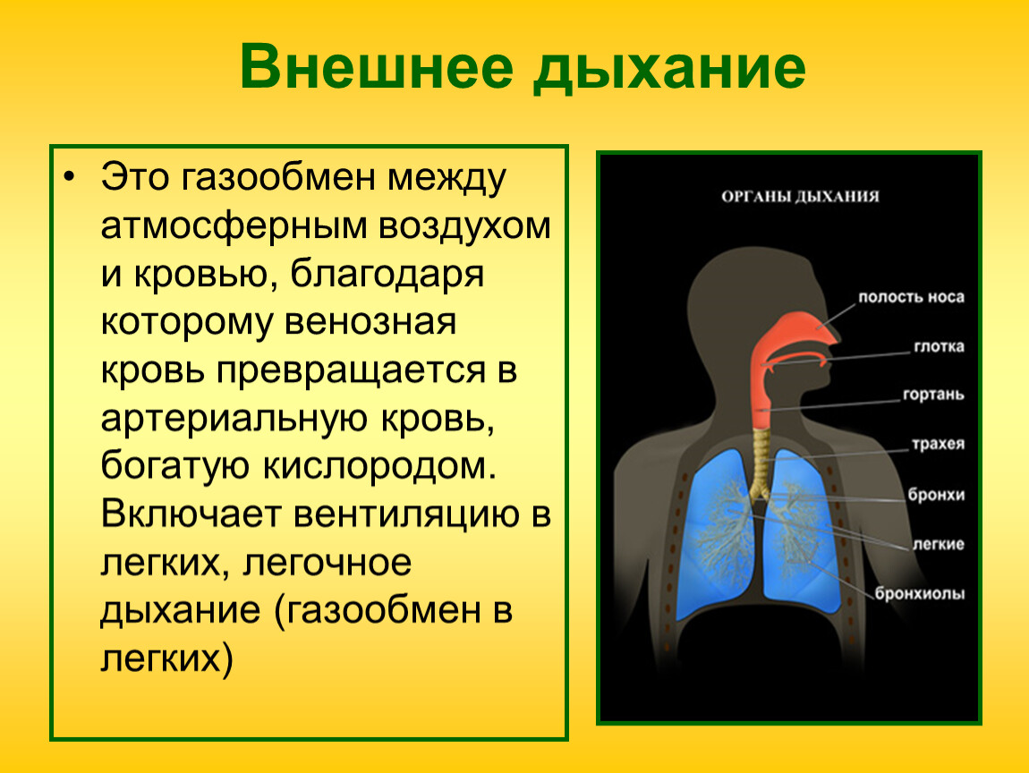 Путь воздуха в организм человека. Внешнее дыхание. Процесс внешнего дыхания. Внешнее дыхание человека. Внешнее дыхание презентация.