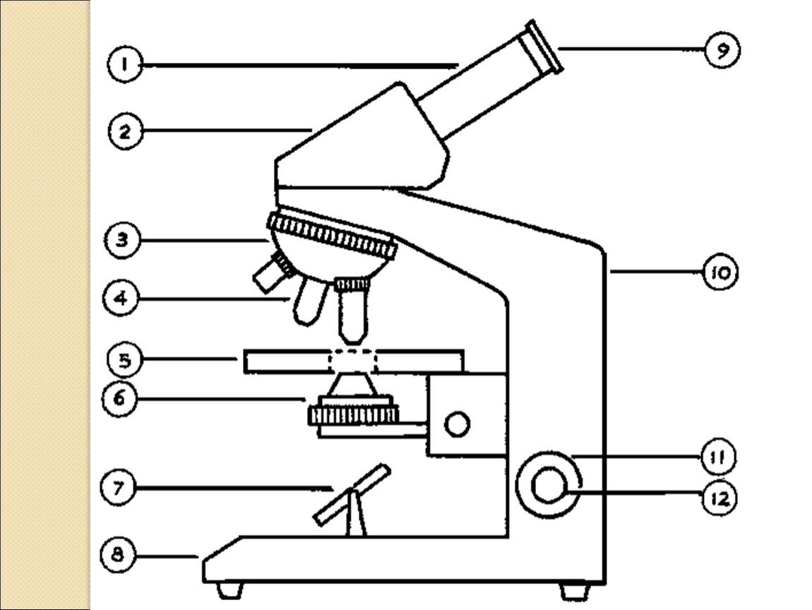 На рисунке 1 1 схематично. Схематичный микроскоп. Микроскоп чертеж. Микроскоп схематически. Схематичное изображение микроскопа.