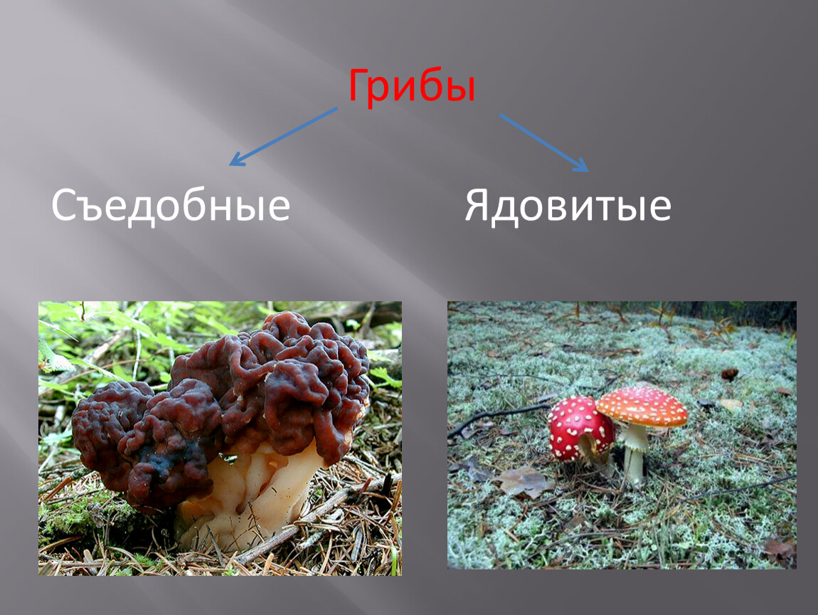 Презентация на тему ядовитые и съедобные грибы