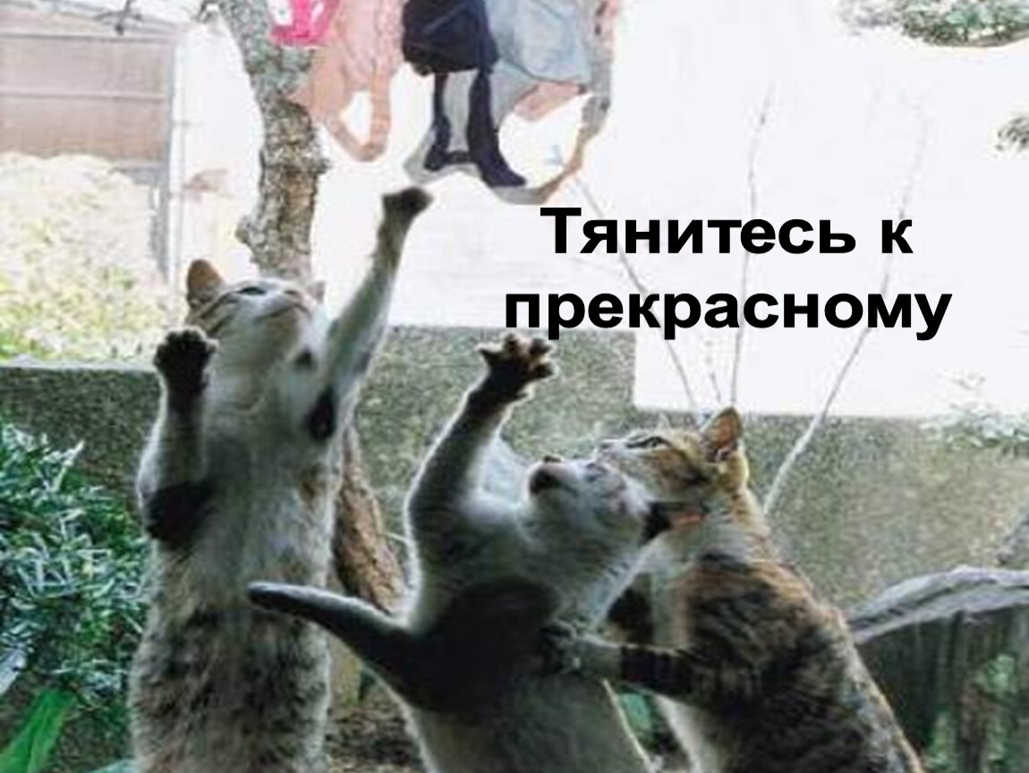 Тянитесь к прекрасному
