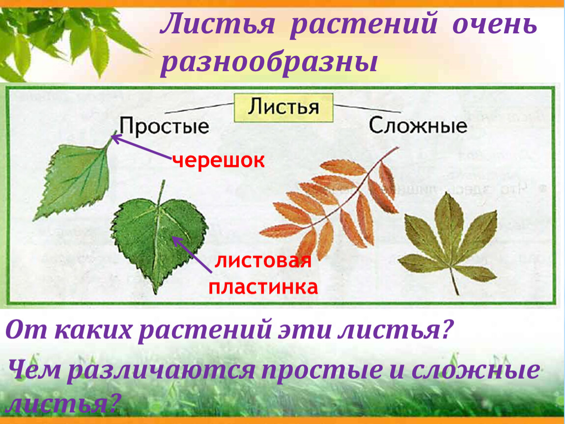 Чем отличается сложный лист. Черешок листа простые и сложные листья. Лист черешок листовая пластинка. Названия сложных листьев. Простые и сложные листья растений.