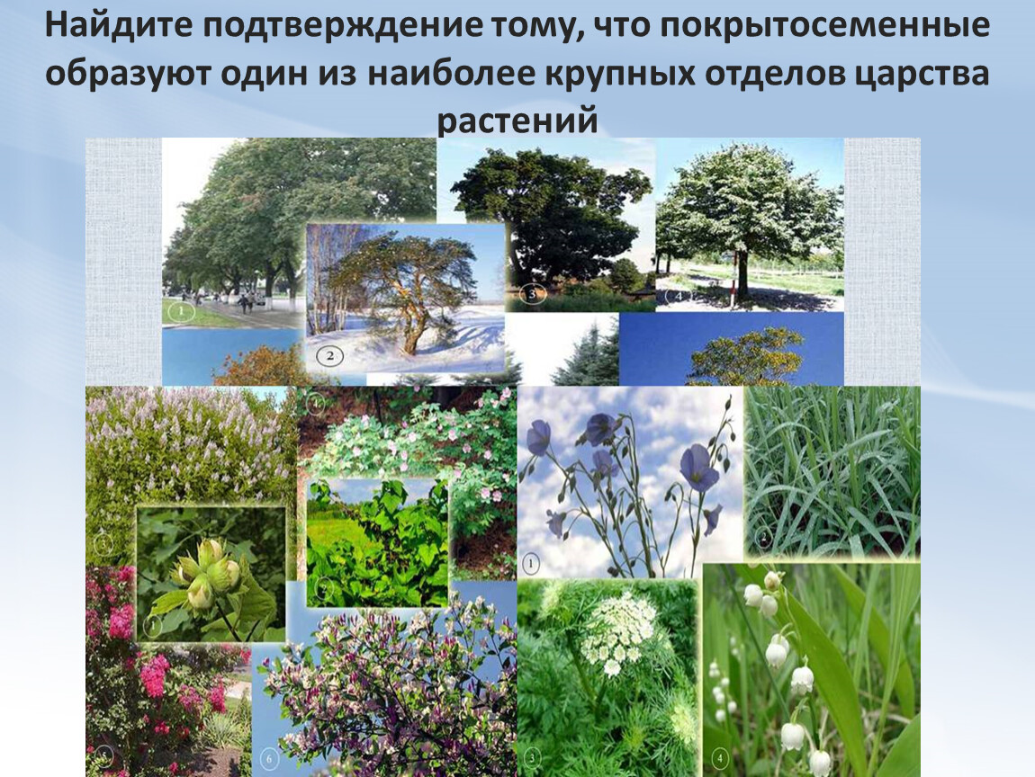 1 вид растения. Разнообразный мир растений. Разнообразие растительного мира. Разные растения на одной картинке. Многообразие видов растений.