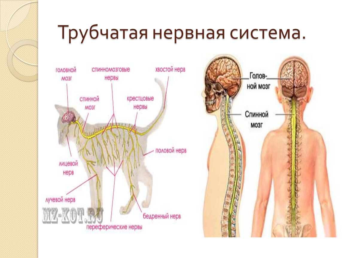 Диффузно узловая трубчатой нервной системы. Трубчатая нервная система позвоночных. Нервная система трубчатого типа. Типы нервной системы анатомия. Трубчатая нервная система характерна для.