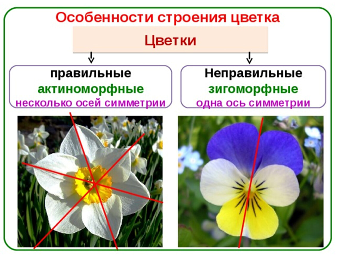 Куда можно отнести цветы. Актиноморфные и зигоморфные цветки. Строение околоцветника актиноморфный. Актиноморфный и зигоморфный околоцветник. Типы околоцветника актиноморфный.