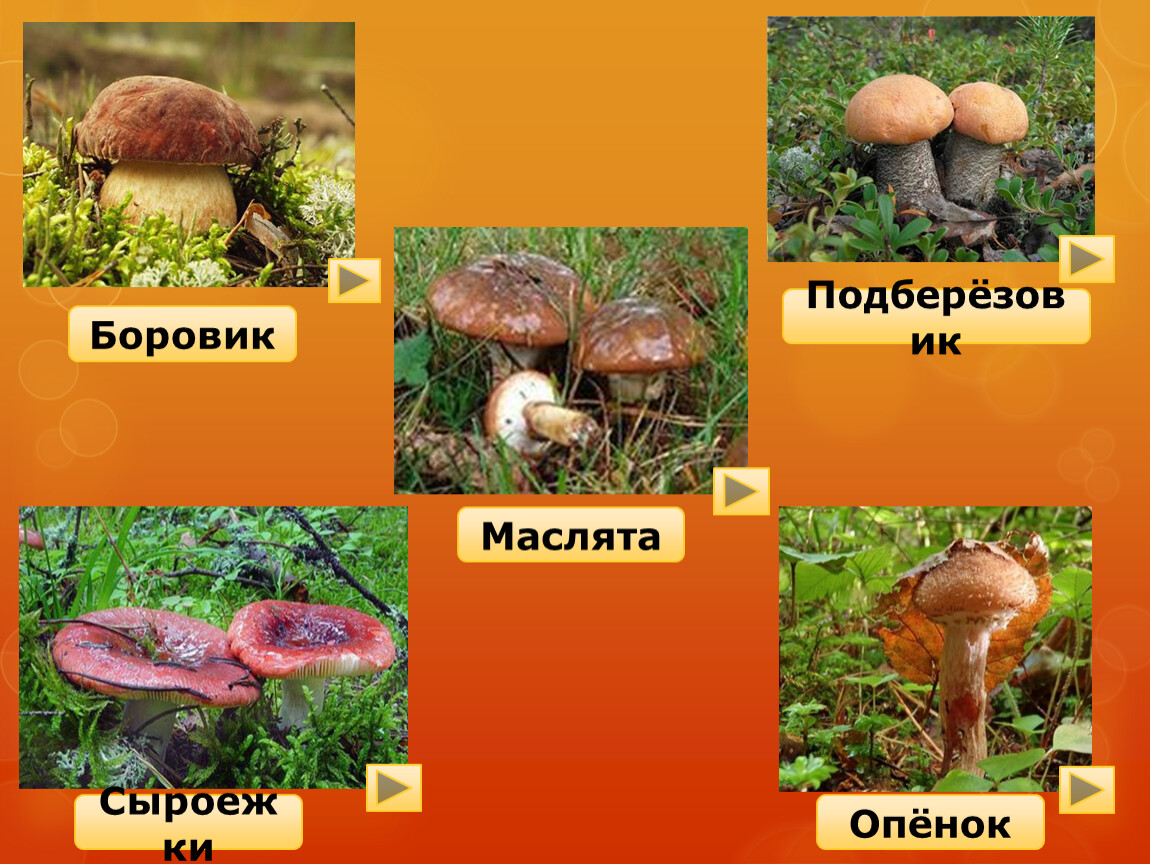 План сказки храбрый опенок