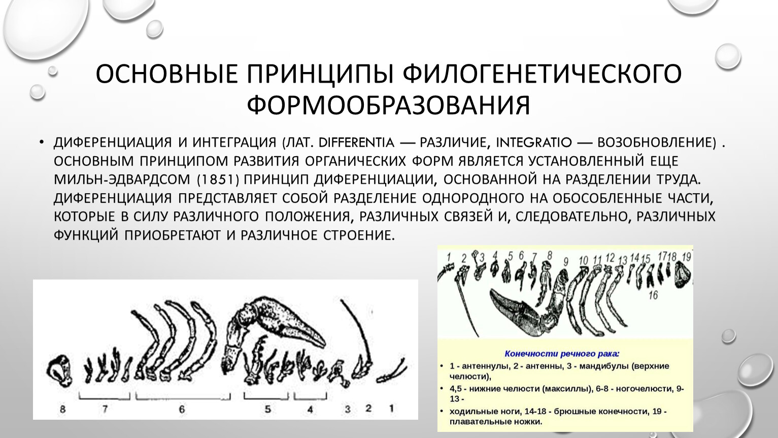 Сравнительная анатомия. Сравнительная анатомия позвоночных. Сравнительная анатомия животных цель. Сравнительная анатомия позвоночных животных Дзержинский. Сравнительная анатомия животных таблица.