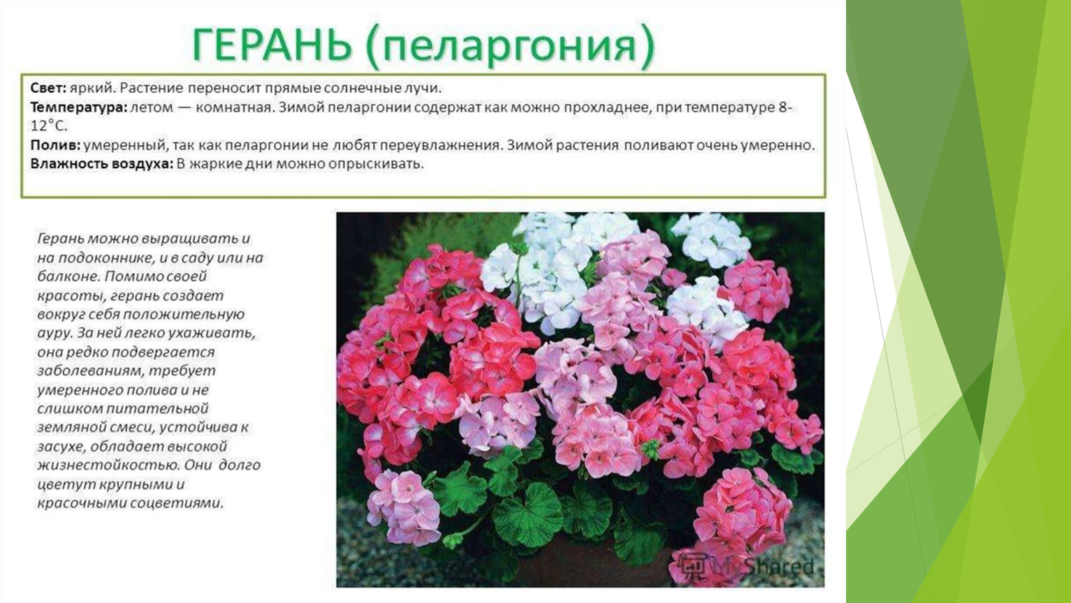 Какого размера герань. Пеларгония Scarlet Rosebud. Пеларгония характеристика растения.
