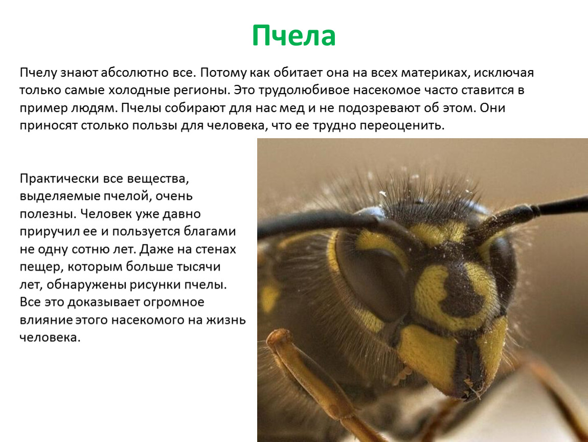 Почему пчелы относятся к насекомым