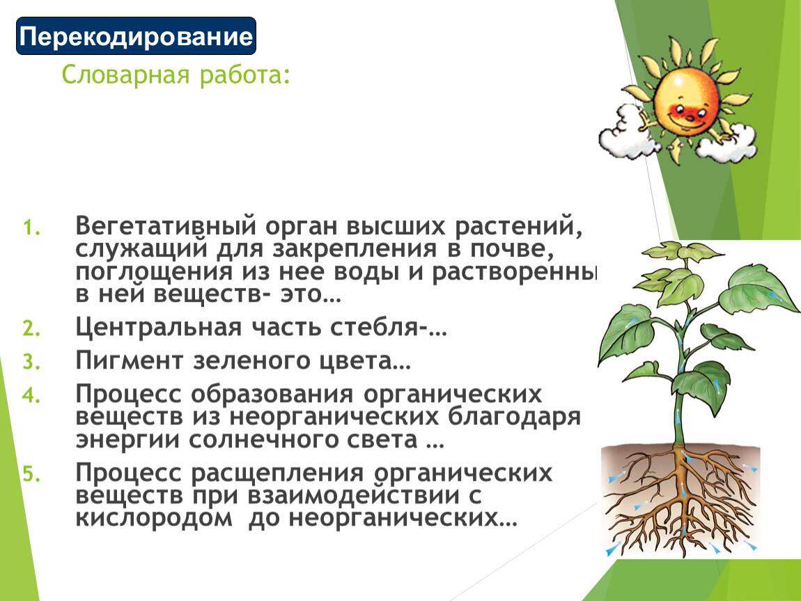 Растение служит. Вегетативные органы высших растений. Вегетативный орган наивысших растений. Вегетативный орган высших растений служащий для закрепления. Сохранение вегетативных органов в почве.