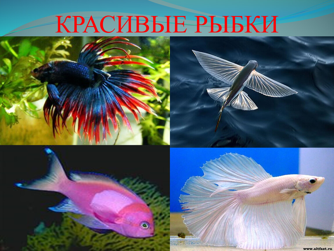 Красивые рыбы изо. Красивые рыбы 1 класс. Красивые рыбы изо 1 класс. Красивые рыбки изо 1 класс. Изо 1 класс красивые рыбы презентация.