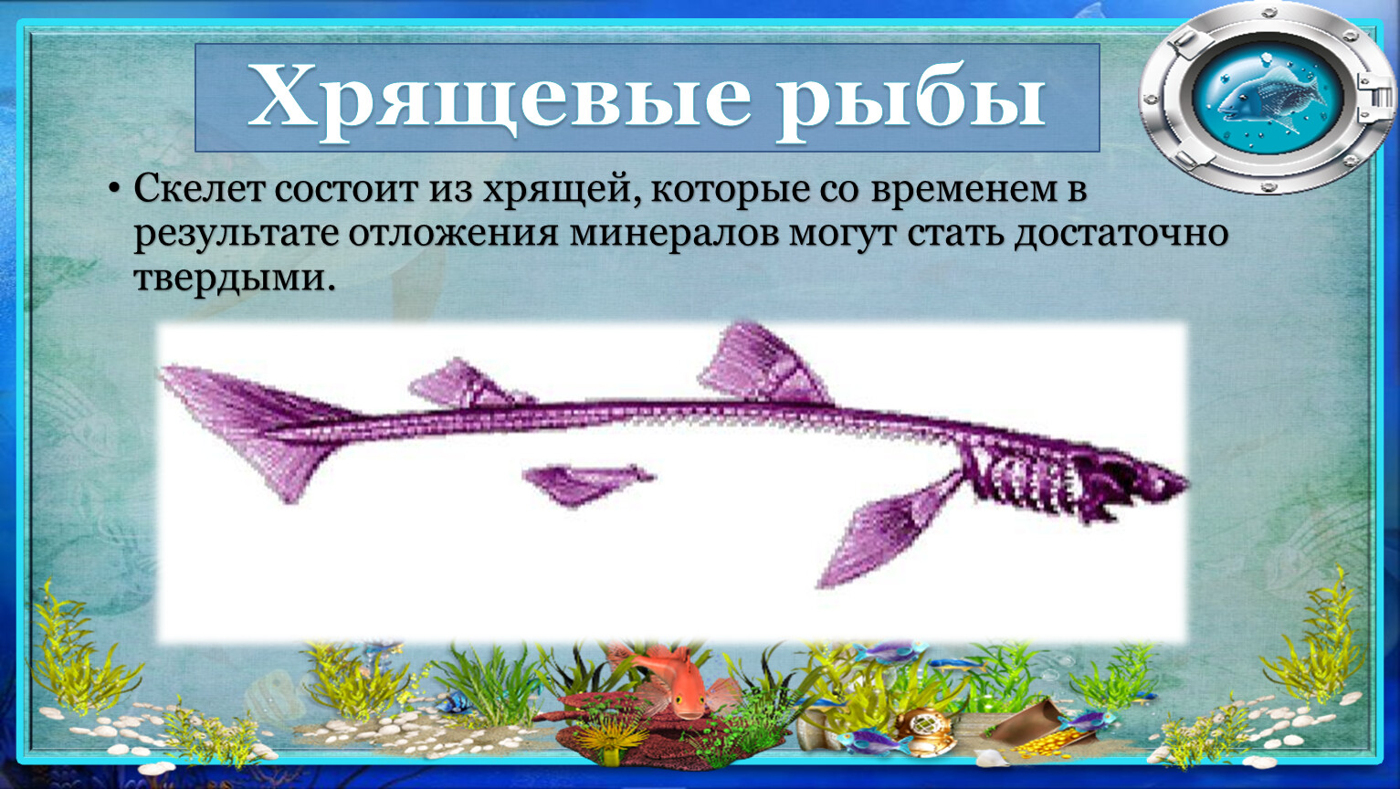 Скелет хрящевых рыб состоит из