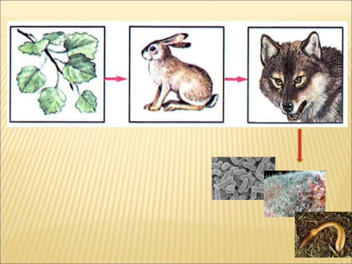 Рисунок природного сообщества 5 класс. Цепь питания осина заяц волк. Цепи питания 5 кл биология. Пищевые Цепочки в природных сообществах. Природная цепочка питания.